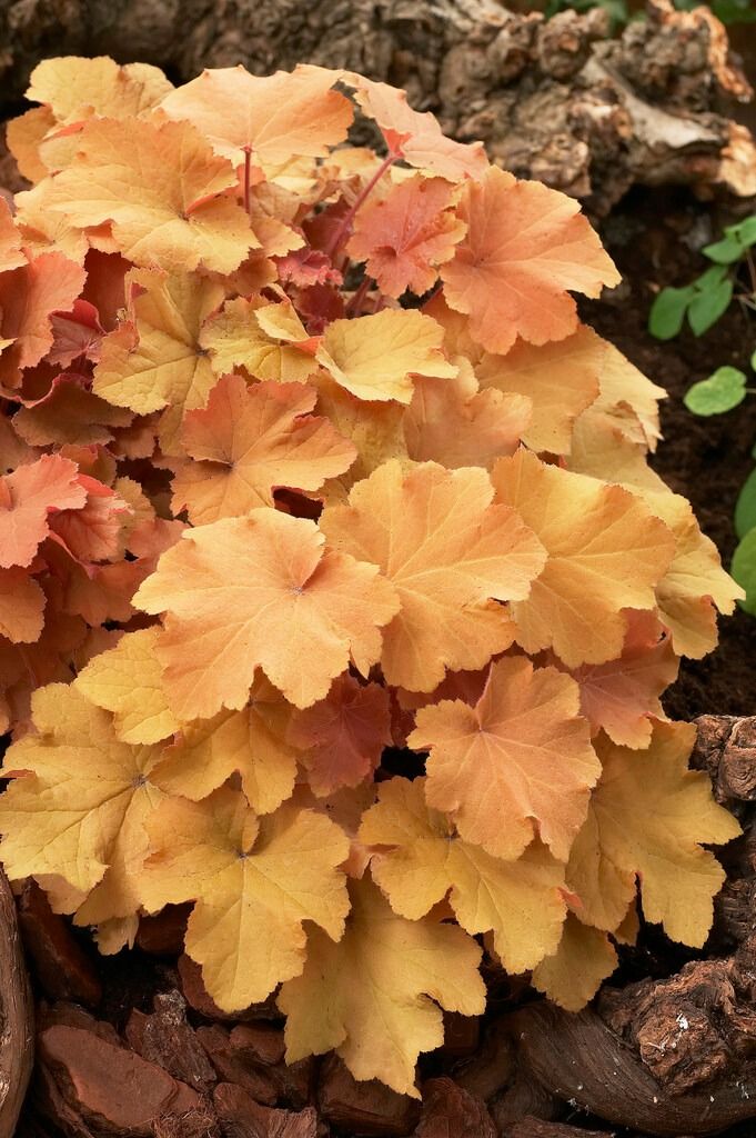 Alūnė „Caramel“ (Heuchera „Caramel“)