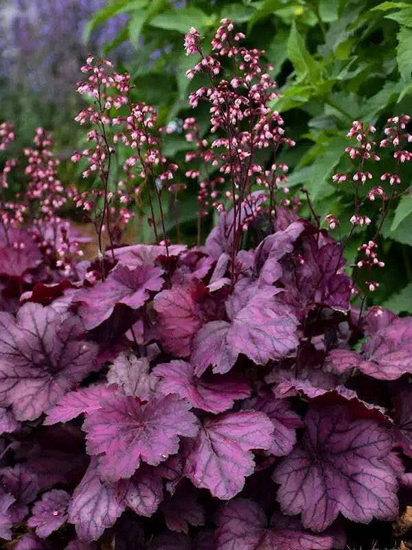 Alūnė „Palace Purple“ (Heuchera micrantha „Palace Purple“)