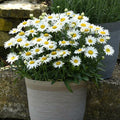 Didžioji baltagalvė „Western Star Leo“ (Leucanthemum maximum „Western Star Leo“