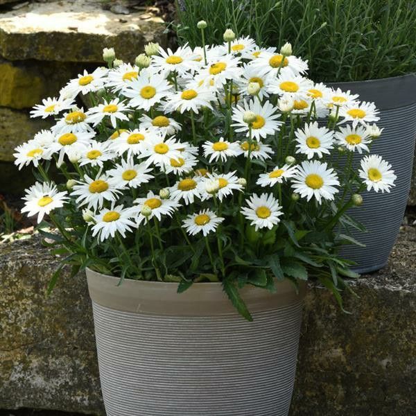 Didžioji baltagalvė „Western Star Leo“ (Leucanthemum maximum „Western Star Leo“