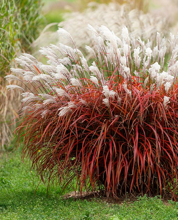 Kininis miskantas „Lady in Red“ (Miscanthus sinensis „Lady in Red“)