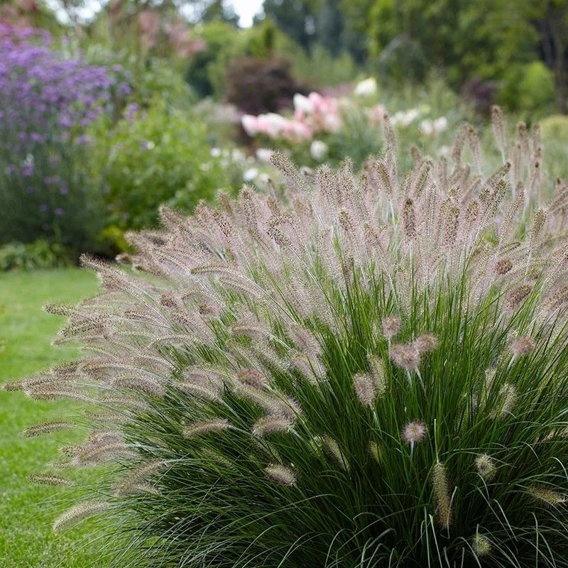 Pašiaušėlinė soruolė „Little Bunny“ (Pennisetum alopecuroides „Little Bunny“)