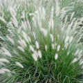 Plaukuotoji soruolė „Hameln“ (Pennisetum alopecuroides „Hameln“)