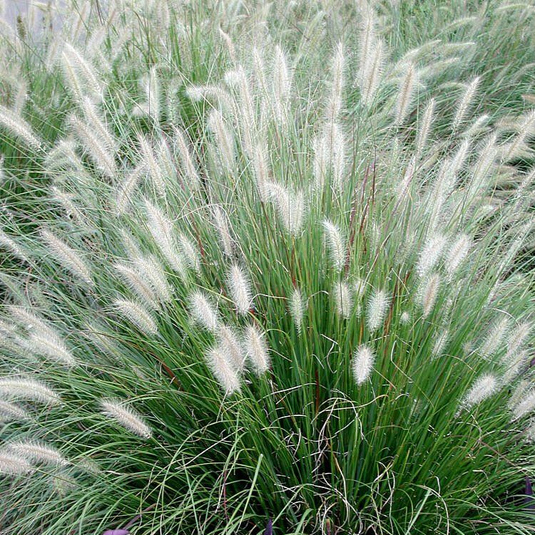 Plaukuotoji soruolė „Hameln“ (Pennisetum alopecuroides „Hameln“)