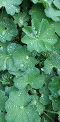 Švelnioji rasakila „Select“ (Alchemilla mollis „Select“)