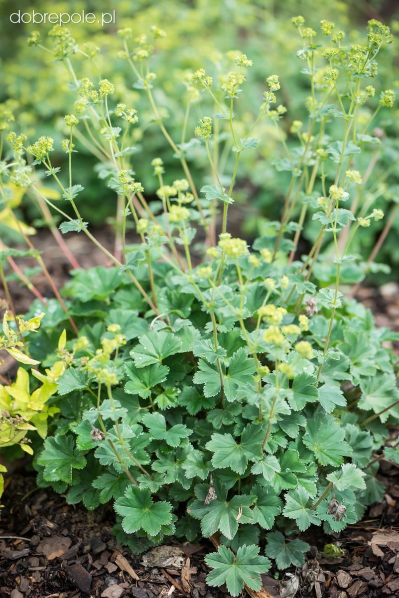 Švelnioji rasakila „Select“ (Alchemilla mollis „Select“)