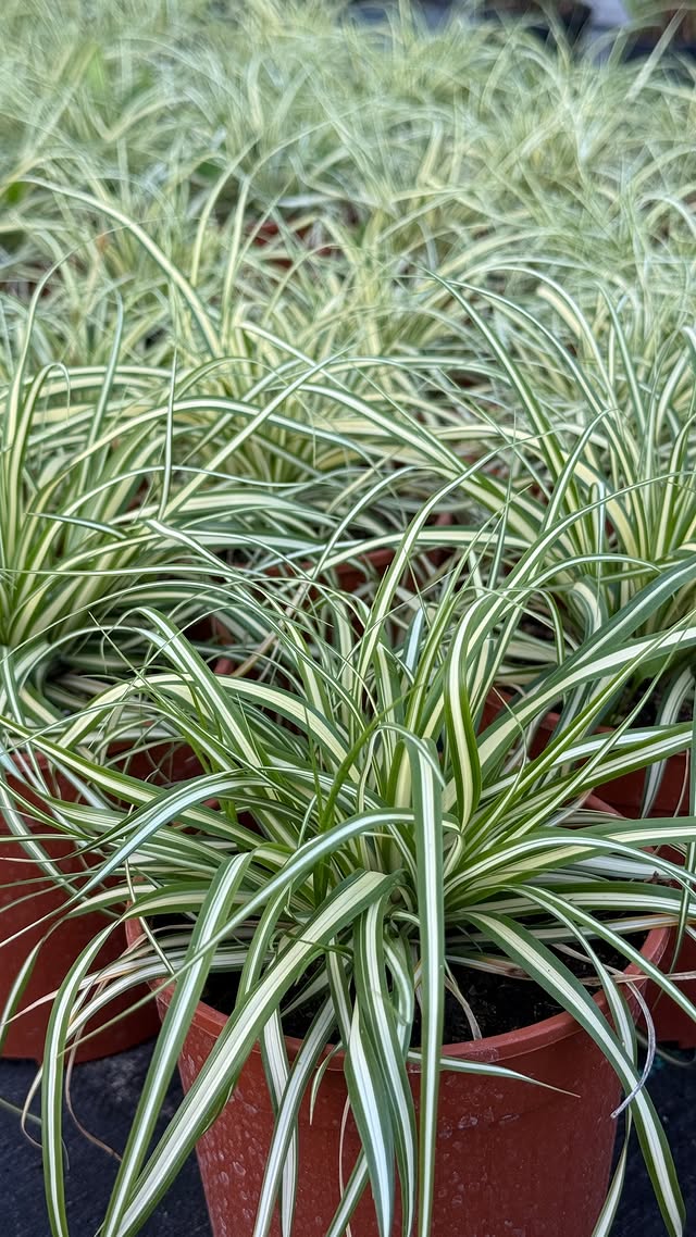 Ošiminė viksvа „Evergold“ (Carex oshimensis „Evergold“)