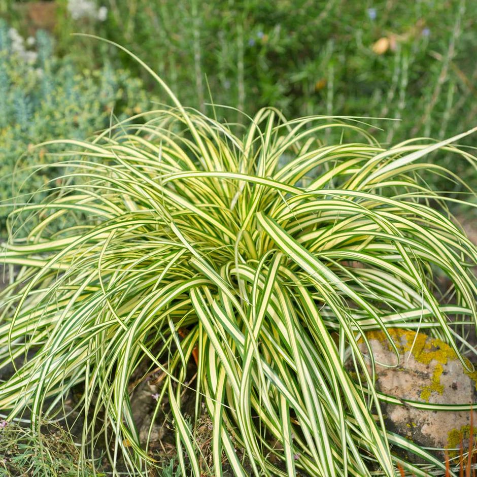 Ošiminė viksvа „Evergold“ (Carex oshimensis „Evergold“)
