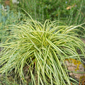 Ošiminė viksvа „Evergold“ (Carex oshimensis „Evergold“)